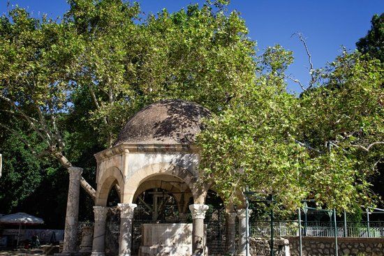 Árbol de Hipócrates